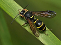 Niestylak wąsal (Gorytes mystaceus) to jeden z dwóch owadów, obok niestylaka piewikowca (Gorytes fargei), zapylających dwulistnik muszy. Fot. avidal, źródło: http://insektarium.wordpress.com/hymenoptera-2/crabronidae/argogorytes-mystaceus-niestylak-wasal/, dostęp: 13.11.14.
